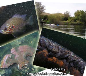 http://roehrl-pauler.com/